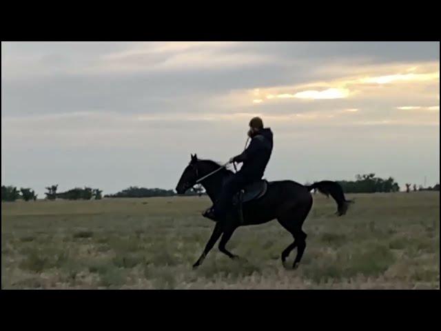 Что значит иноходь у лошади и можно переучить лошадь