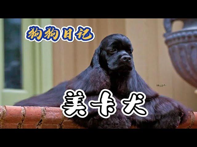 美卡犬——“大小姐”驾到！