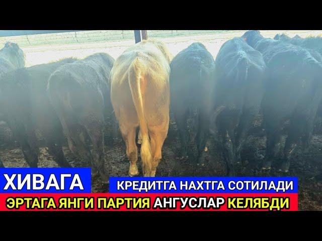 ЭРТАГА ХИВАГА ЯНГИ ПАРТИЯ АНГУСЛАР КЕЛЯБДИ 10-октября 2024 г.