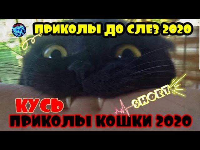 КУСЬ ПРИКОЛЫ КОШКИ 2020 ПРИКОЛЫ ДО СЛЕЗ 2020 ПРИКОЛЫ Я РЖАЛ ПОЛЧАСА 2020  SHORT Superzzz