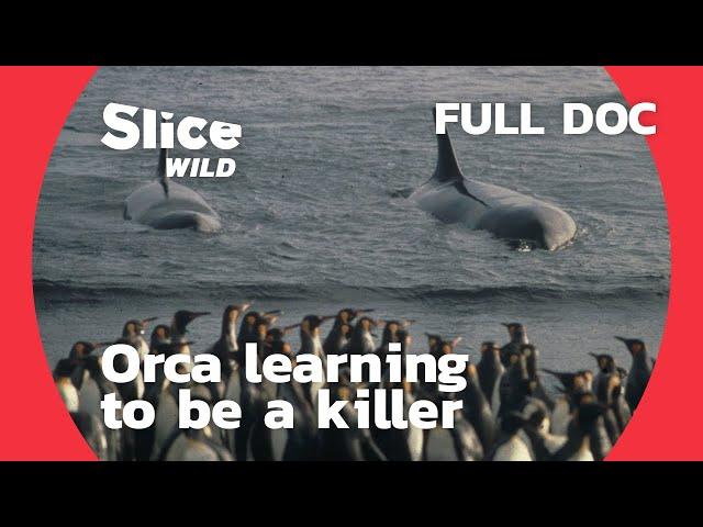 How does an Orca learn to hunt? | AI | Full Documentary