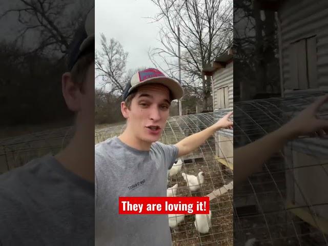 A hole in the coop! #farm #homestead #diy #construction