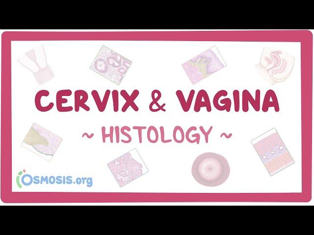 Cervix and vagina: Histology