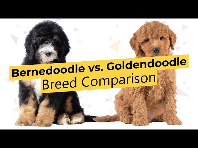 Bernedoodle vs. Goldendoodle  Breed Comparison 