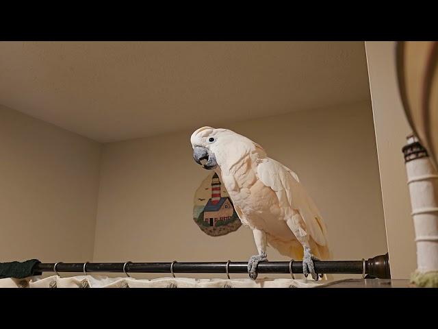 Cockatoo Has A Lot To Say 