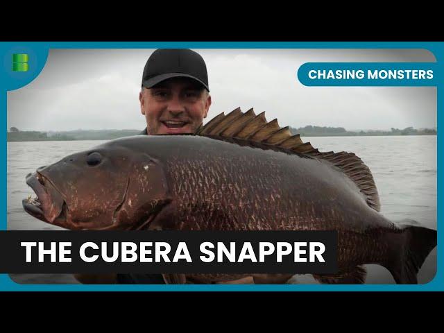 Searching for the Cubera Snapper - Chasing Monsters - Nature & Adventure Documentary