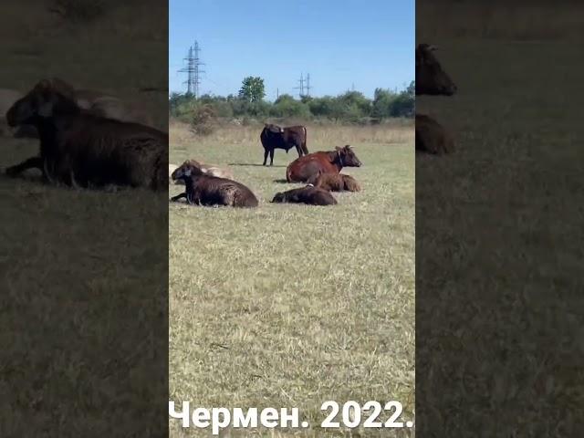 Чермен. Северная Осетия. 2022