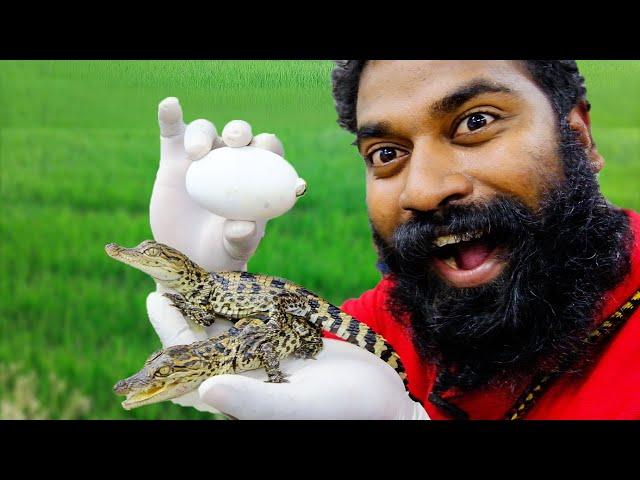 Crocodile Egg Hatching | ഞാൻ മുതല മുട്ട വിരിയിച്ചു | Sriracha farm | M4 TECH |