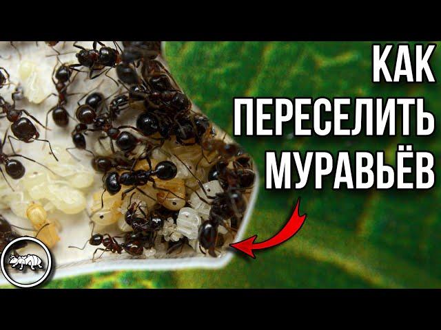 ПЕРЕСЕЛЕНИЕ MESSOR EBENINUS // КАК ПЕРЕСЕЛИТЬ МУРАВЬЕВ // AntKeeper