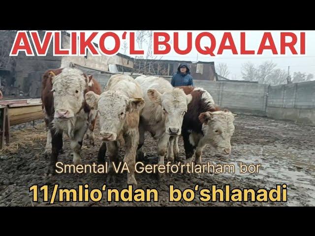 AVLIKOL PARODA smental va gerefort PULI ARZON ulgurja olganga