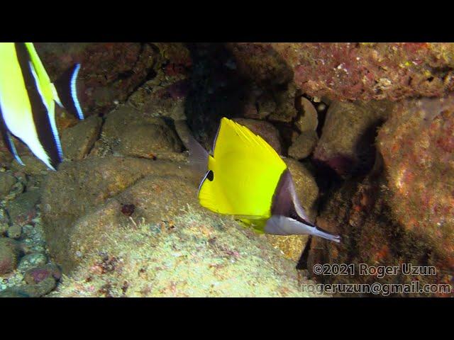 HDObservations : Yellow Longnose Butterflyfish (4K UHD)