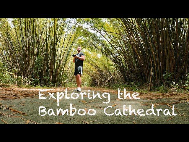 A WALK IN TRINIDAD'S BAMBOO PARADISE !!!