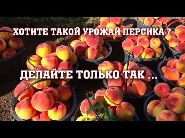 Хотите большой урожай персика?Делайте только так.../сорт Посол Мира