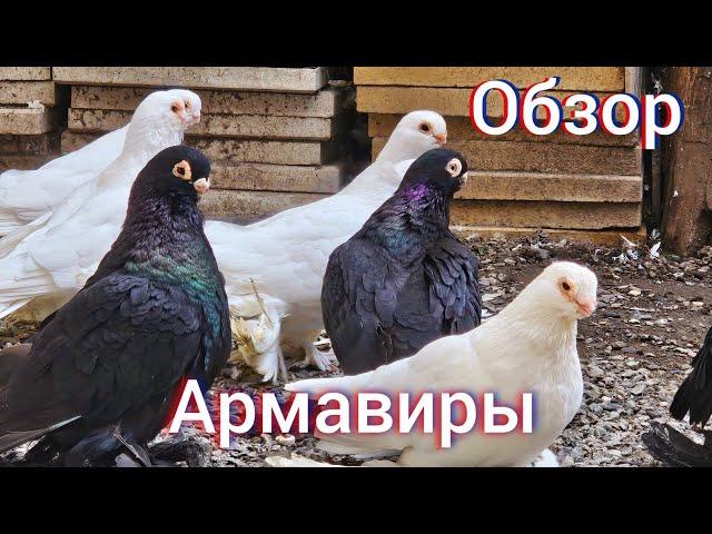 Обзор Армавирских голубей