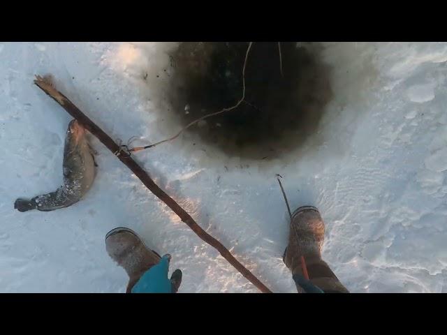 И снова на рыбалку! Рыба есть! 4k!Winter fishing in Yakutia! 23.12.2023г.