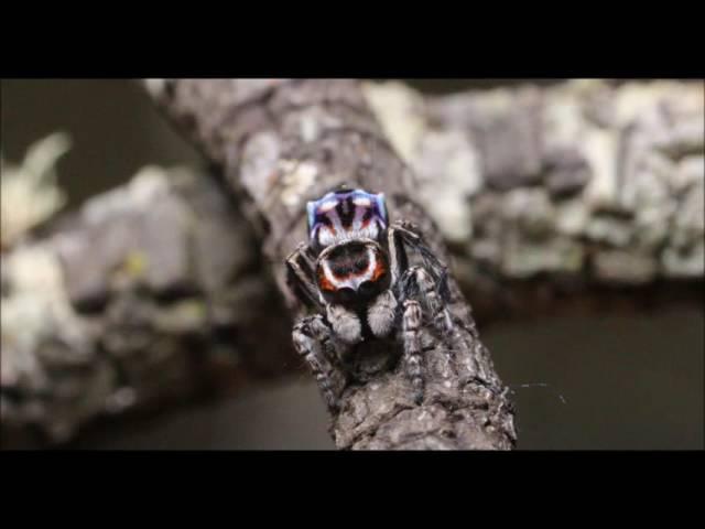 maratus harrisi