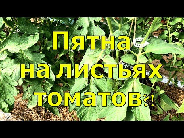 ПЯТЕН НА ЛИСТЬЯХ ТОМАТА НЕ БУДЕТ, ЕСЛИ ЗНАТЬ ЧТО ДЕЛАТЬ