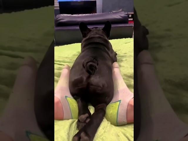 Frenchie shaking booty │French bulldog #Shorts