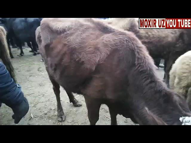 Амударё Хитой Мол Бозори. Amudaryo Xitoy Mol bozori. 13-01-2019