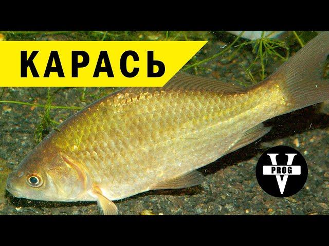 КАРАСЬ. Все о рыбе, рыбалка и ловля карася на поплавок