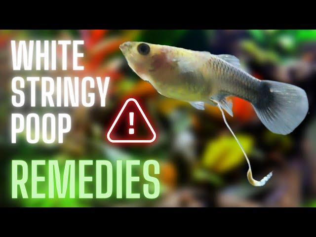 Guppy Fish Care - White Stringy Poop in Guppy Fish - Remedies