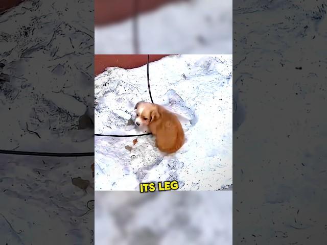 The little dog was abandoned and bullied in the snowy field #animalshelter #puppy #rescuedog