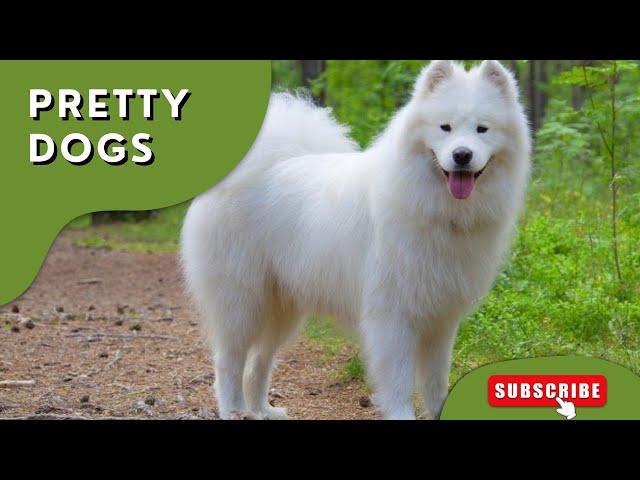 Top Beautiful Dog Breeds in the World | Jungle Flicks