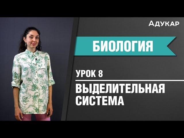 Выделительная система человека| Биология ЦТ, ЕГЭ