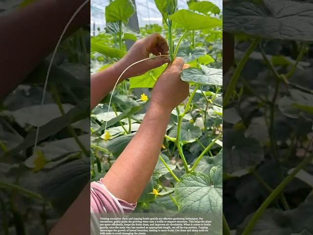 Agricultural planting tips #smartfarming #gardeningtips #plants