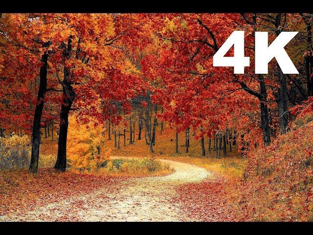 [4K] Autumn Leaves | Drone Aerial View | Free Stock Footage | Free HD Videos - No Copyright