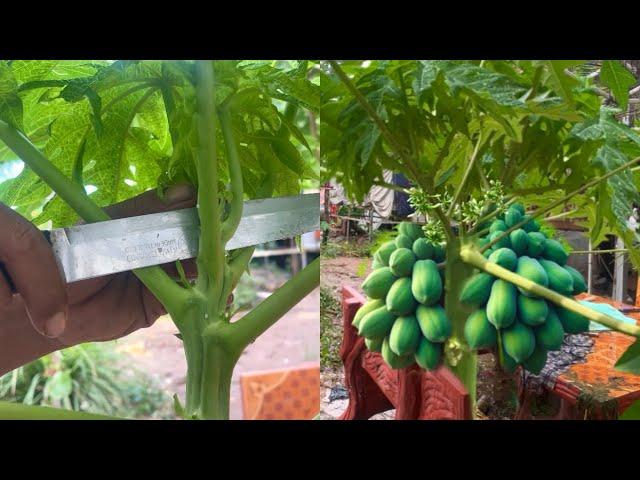 This method makes the papaya fruit more fruitful