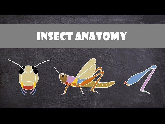 Insect Anatomy | Entomology