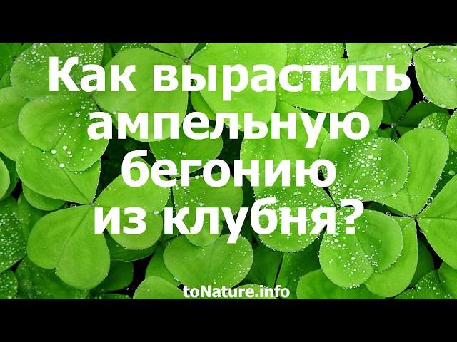 Как вырастить ампельную бегонию из клубня?