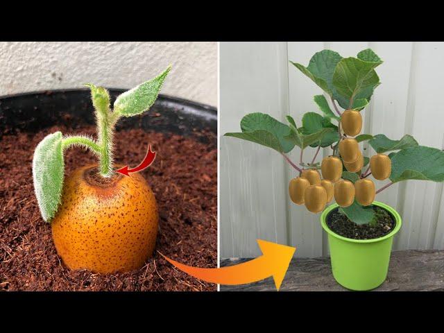 100% ! No one believes when breeding plants in this way | Relax Garden