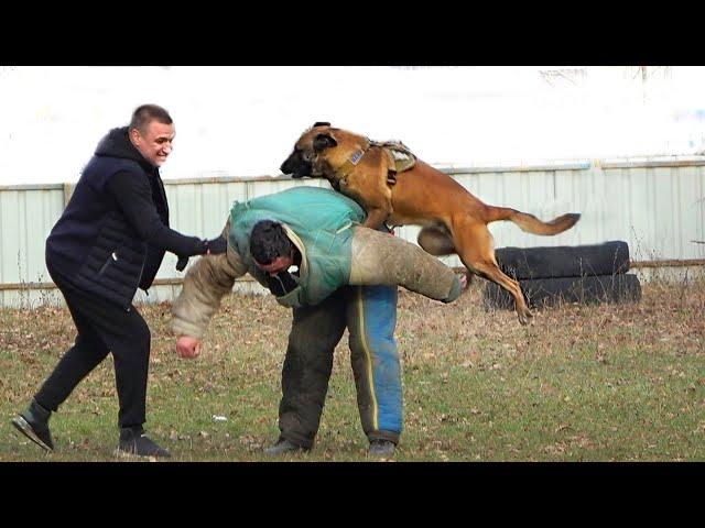 Attack dogs. Dog training. "GUARD". Odessa. 02/11/24.