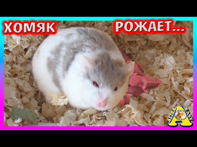 СЮРПРИЗ от хомки Милки / Хомячиха рожает / Хомячата кэмпбелла / Alisa Easy Pets