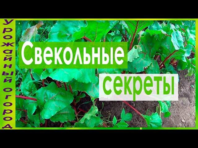 ТОНКОСТИ ВЫРАЩИВАНИЯ СВЕКЛЫ!!!КАК УЛУЧШИТЬ ВКУС И ЛЕЖКОСТЬ!!!