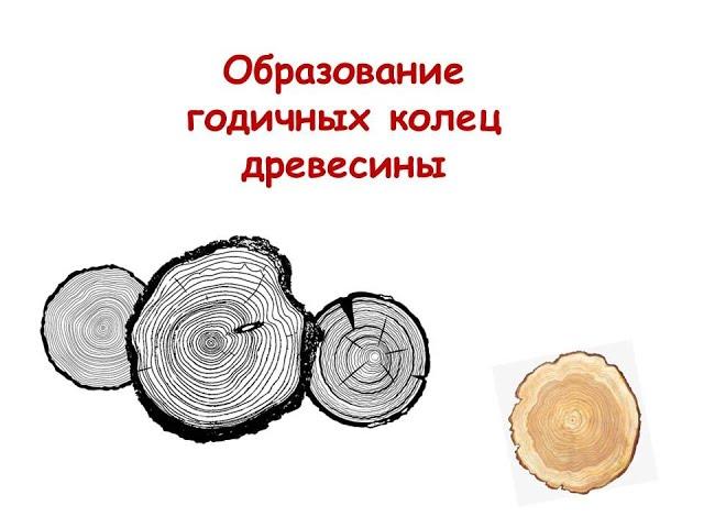 Образование годичных колец древесины