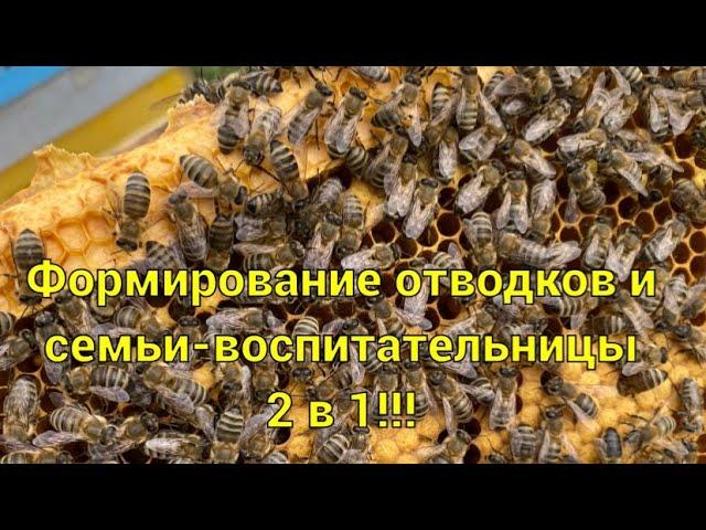 «101-й метод» формирования отводков и семьи-воспитательницы 2 в 1!!!