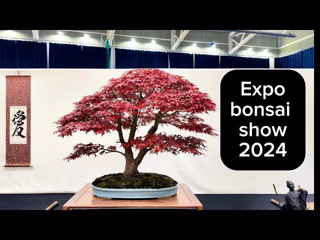 Expo bonsai show 2024 #new #trending #bonsaiuk #bonsaiusa #bonsaijapan #japan