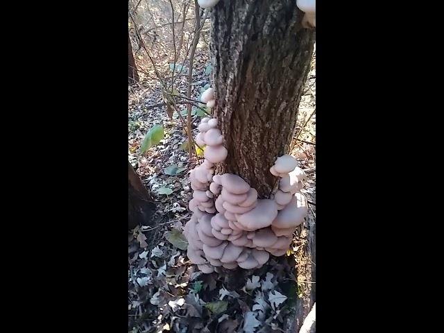 pleurotus ostreatus (oyster mushrooms)