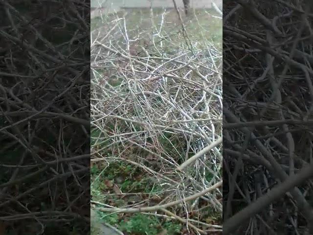 Обрезка боярышника 2
