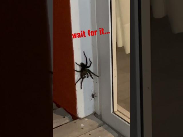 huge spider attacks another spider (tarantula) 