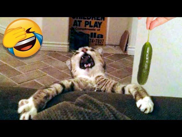 Funny Cat Scares Of Ordinary Things - Cute And Funny Cat Reactions