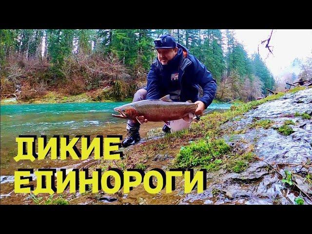 РЕДКАЯ РЫБА В ГОРНЫХ РЕКАХ США. ТРУДОВАЯ РЫБАЛКА. STEELHEAD FISHING.