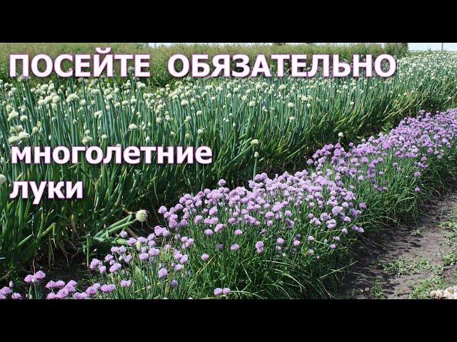 Посейте обязательно многолетние луки