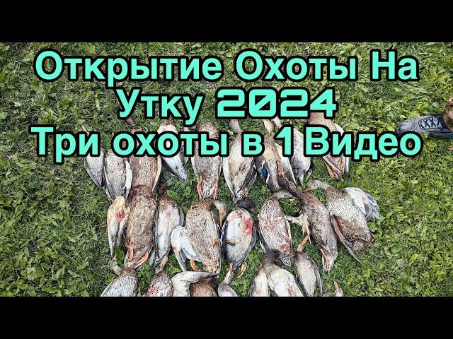 Открытие Охоты на утку 2024 ТРИ ОХОТЫ  В ОДНОМ ВИДЕО