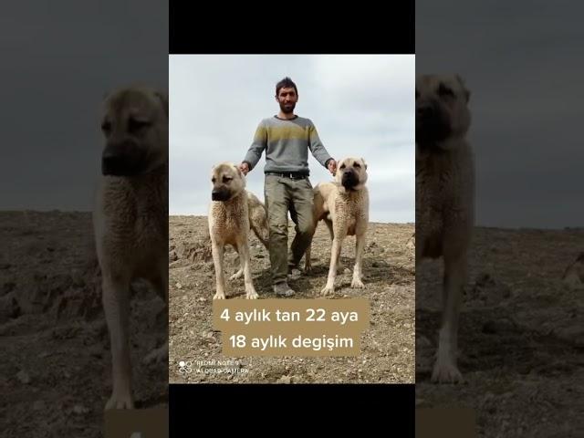 Kangal köpeği değişimi