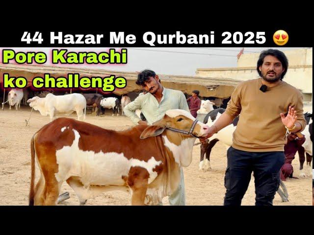 Asli Or Nasli Shoqeen Ise Bolta Hai  | Ab Qurbani 2025 Asan Hogaye ️ | Hasbi Cattle Farm