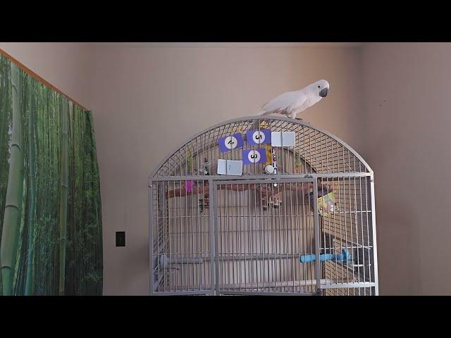 What Happens When You Leave A Cockatoo Alone?